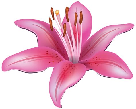 lily images|lily images clip art.